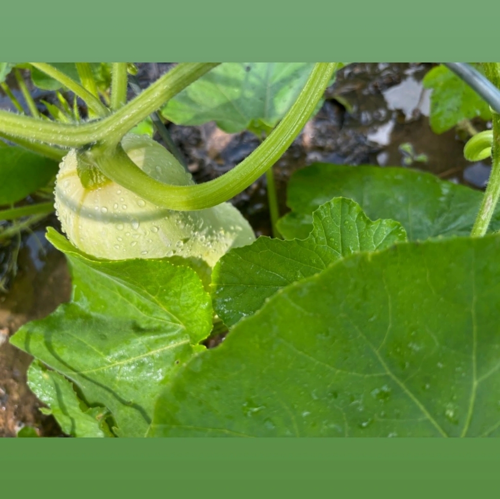 Garden DONATION Non GMO Seeds And  gift for your support. - Picture 8 of 16